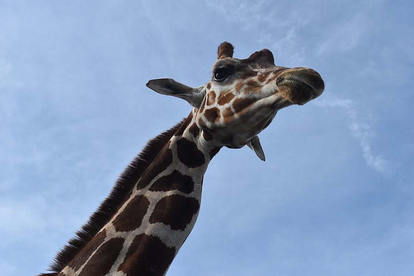 Melman the giraffe is one of two giraffes visitors can see at The Rye Road Giraffes farm.