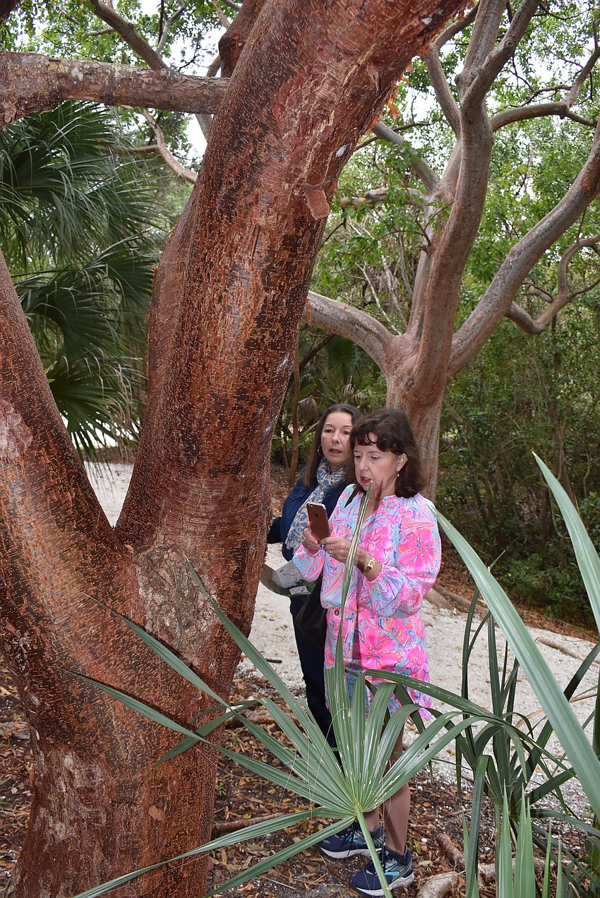 Zelia Trueb and Kathryn Carr stop to investigate an unusual-looking tree.