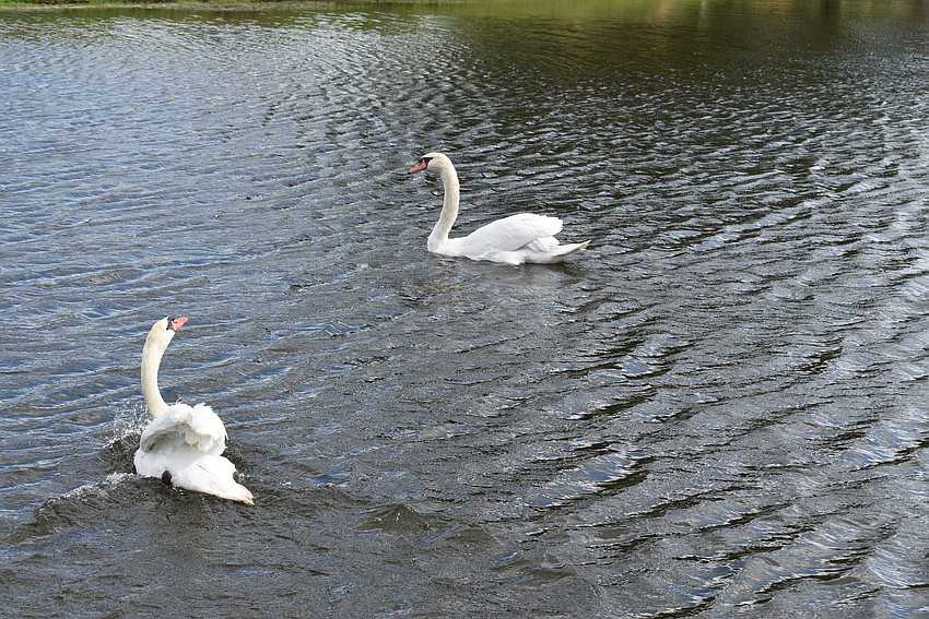 Nov. 12: Chuck and Margie take a swim around their new home in Longboat Key.
