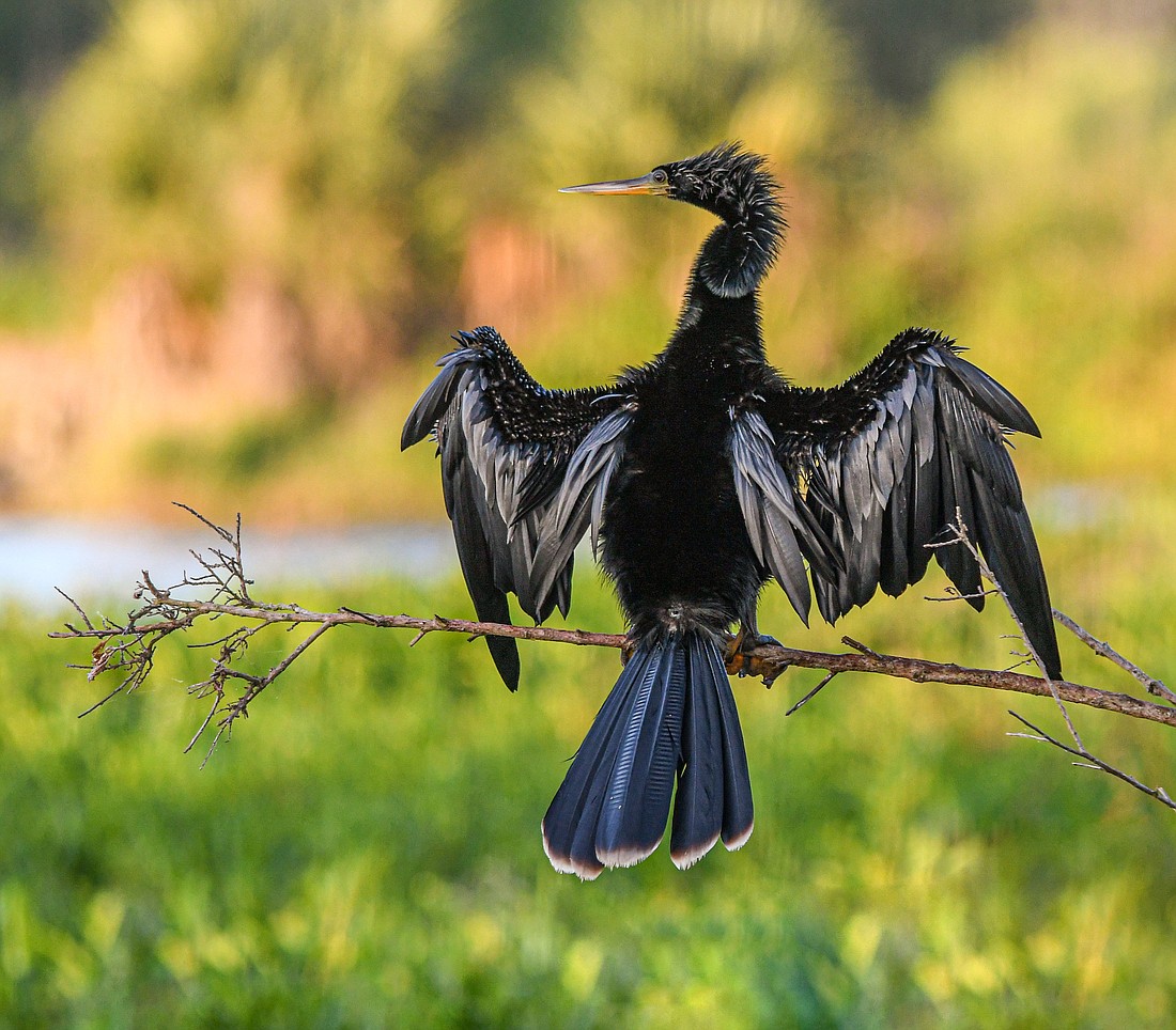 Adult male anhingas are black with silvery to white streaks on the back and wings. Females and immatures have a light brown head, neck, and breast. (Miri Hardy)