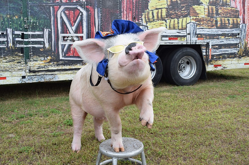 Mac the pig waves to people.