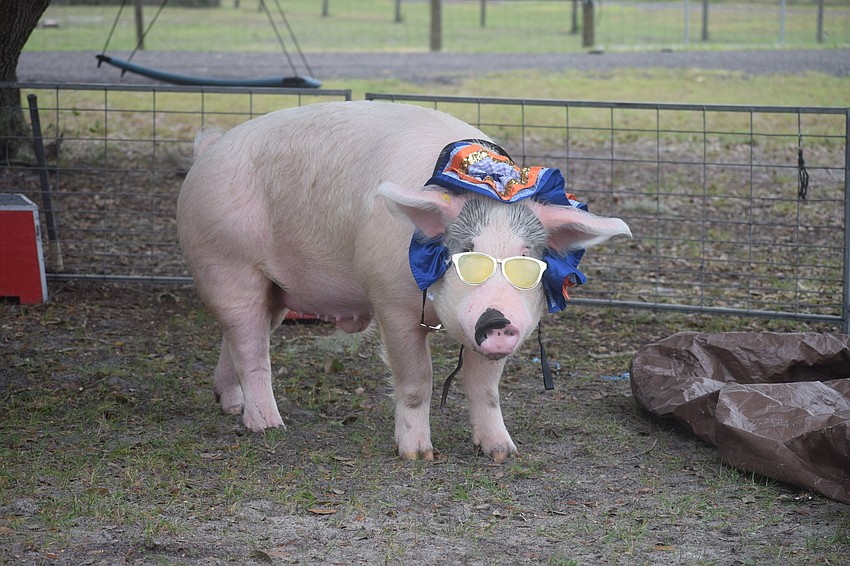 Mac is a 750-pound pig that does tricks for the Pork Chop Revue. He is the largest of six pigs in the show. Les Kimes, the leader of the Pork Chop Revue, says he keeps the pigs for their lifespan and keeps the pigs healthy.
