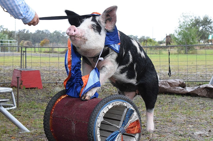 Louie rolls a barrel across the training area. During the Pork Chop Revue, Louie also uses his snout to roll out a red carpet.