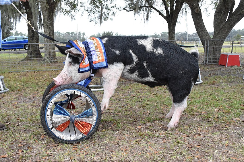 Louie rolls a barrel across the training area. During the Pork Chop Revue, Louie also uses his snout to roll out a red carpet.