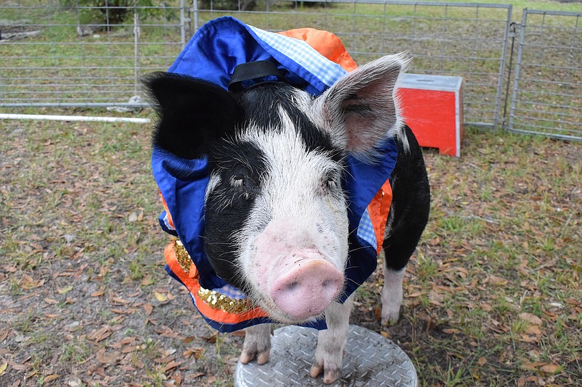 Louie is a 1-year-old pig works with Les Kimes in the Pork Chop Revue.