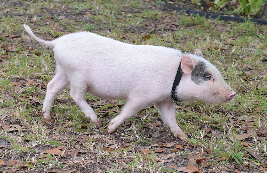 Sparky is the youngest pig in the show and is a ball of energy.