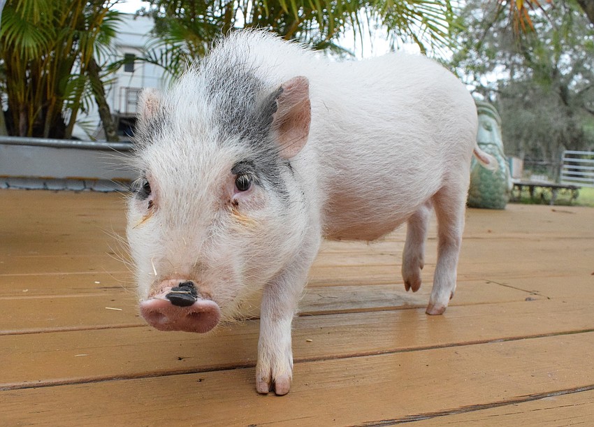 Sparky is the smallest pig in the Pork Chop Revue. He is the pig that will sit in the stroller that's pushed around by another pig.