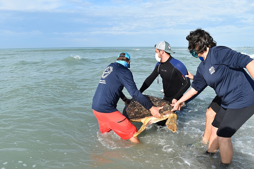 Crews released the loggerhead sea turtle into the Gulf of Mexico.
