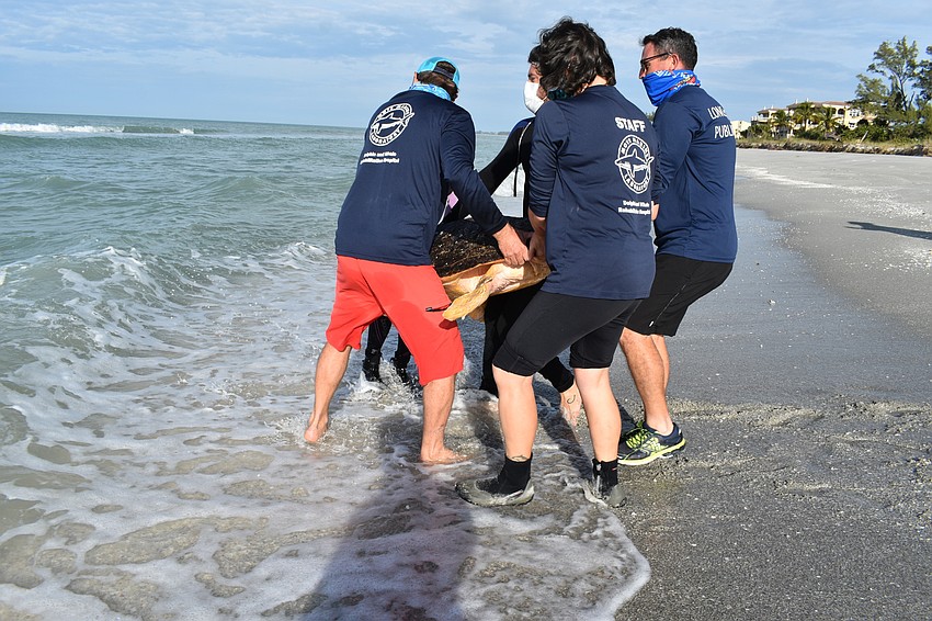Crews released the loggerhead sea turtle into the Gulf of Mexico.