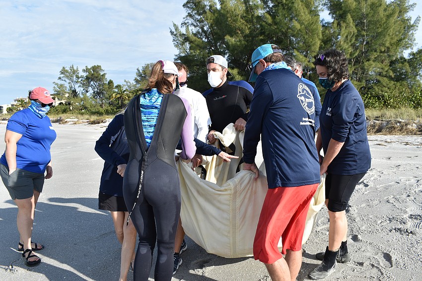 Crews carried the loggerhead sea turtle from Mote's van to the Gulf of Mexico.