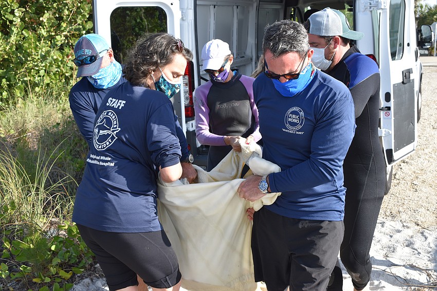 Crews carried the loggerhead sea turtle from Mote's van to the Gulf of Mexico.