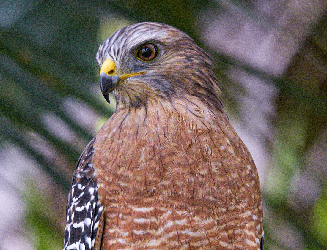 Red-shouldered hawks have a very distinct call, which blue jays often imitate to frighten other song-birds birds away from feeding stations.