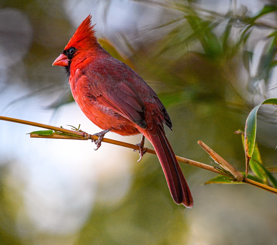 Why Cardinals Are Red  Beautiful birds, Most beautiful birds