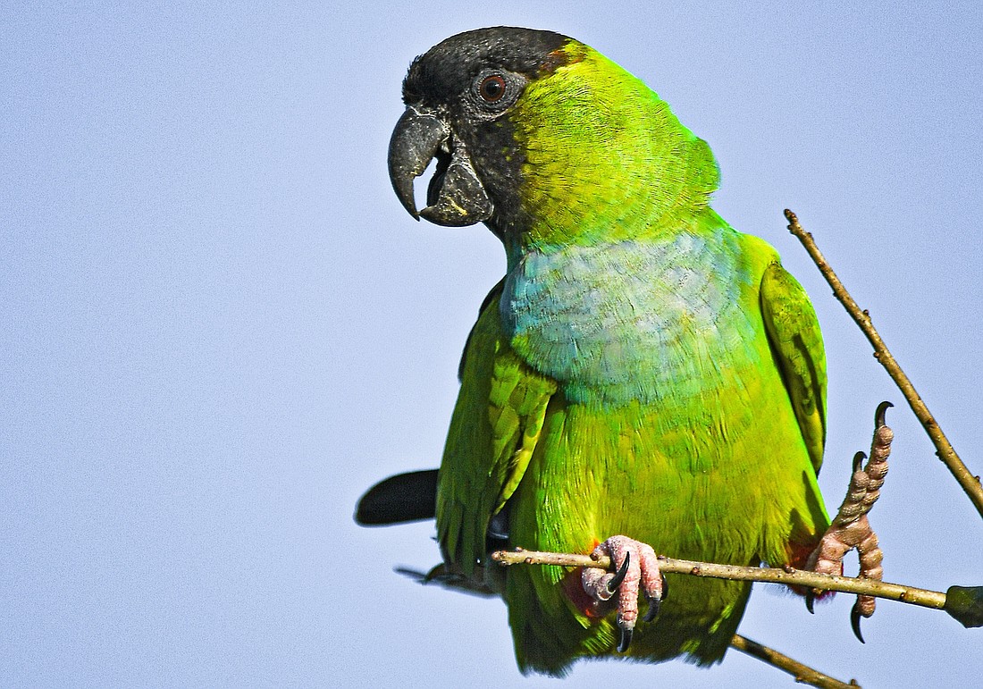 Nanday parakeets and 25 other non-native parrot species, have thriving breeding populations in Florida. (Miri Hardy)