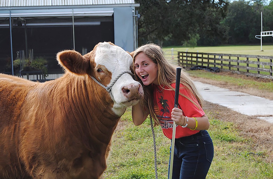 Sophomore Ryann Hilyer will be exhibiting the Lakewood Ranch High School&#39;s Future Farmers of America chapter steer, Bill. Courtesy photo.