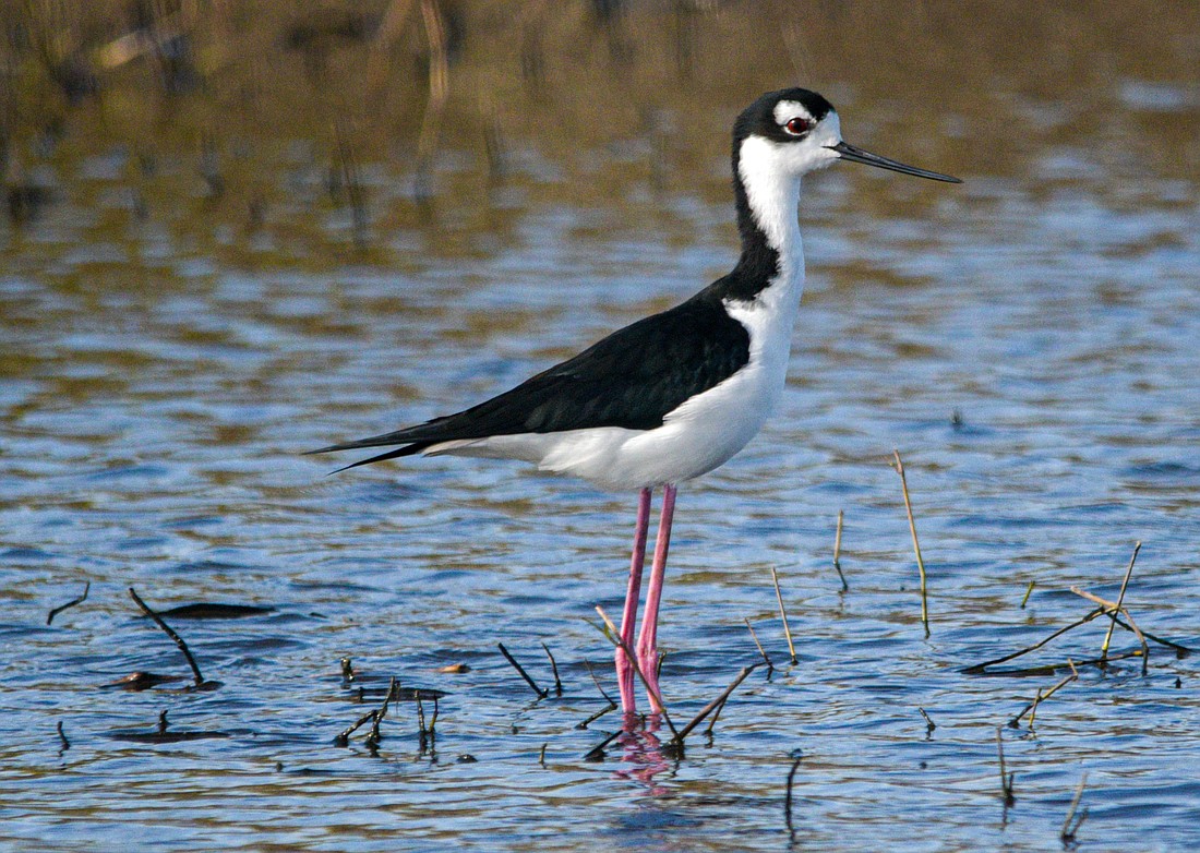 Black-necked stilts have the second-longest legs in proportion to their bodies of any bird, exceeded only by flamingos. (Miri Hardy)