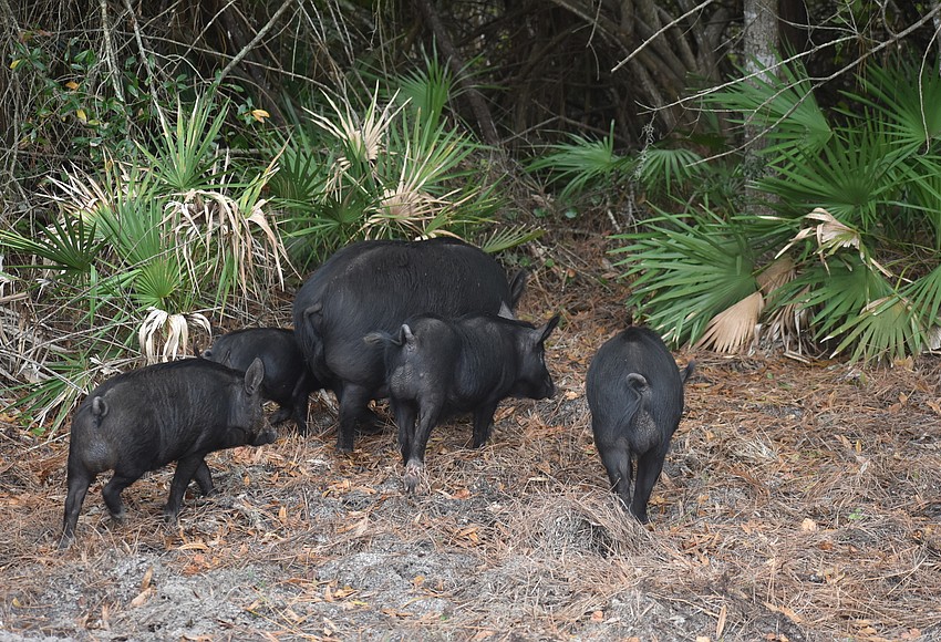 Lakewood Ranch pig problems left to neighborhoods, local trappers