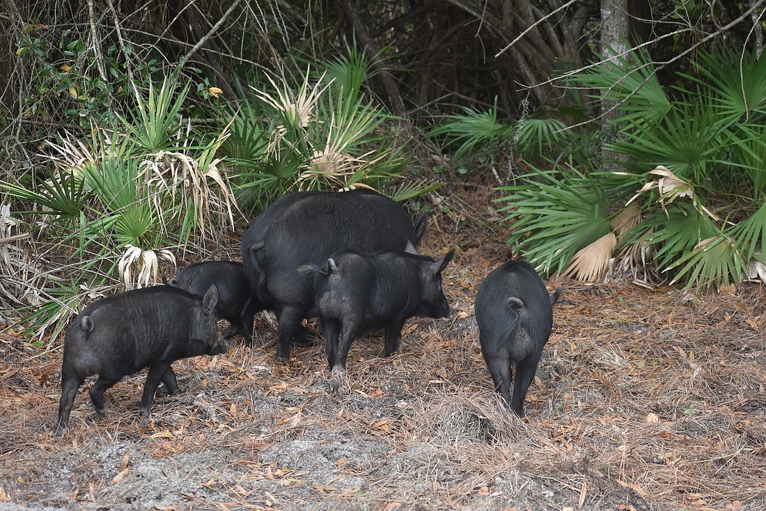 Wild pigs have been spotted frequently along Lakewood Ranch Boulevard in recent weeks. As development continues, the pigs have less space to occupy, meaning they more often infringe on roads and communities.