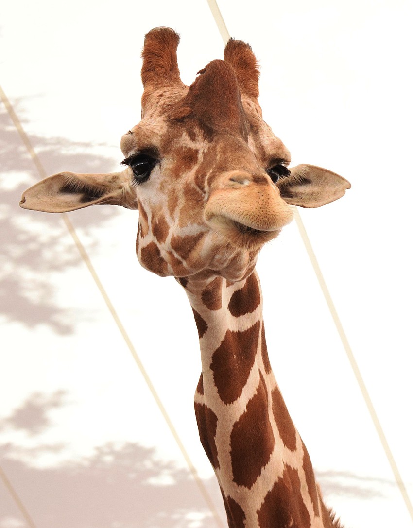 A giraffe from East County's Rye Road Giraffes looks at the fair-goers as they feed goats and other animals.