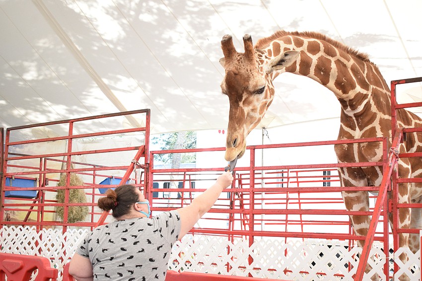 Bradenton's Crissy Conradi feeds a giraffe at the fair.