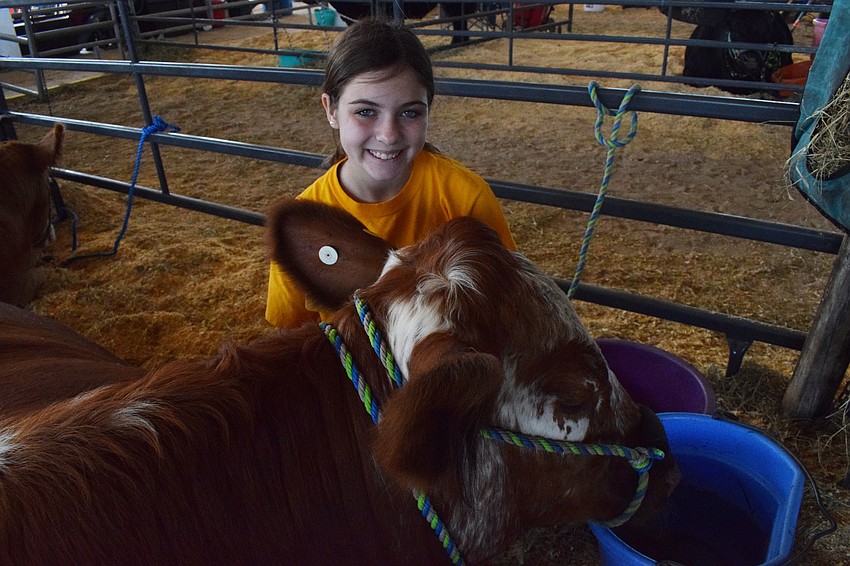 Camryn Shear, a seventh grade Carlos E. Haile Middle School  student and a Future Farmers of America member, shows the school's chapter steer, Titan, at the fair. Titan went for $5 per pound at the sale.