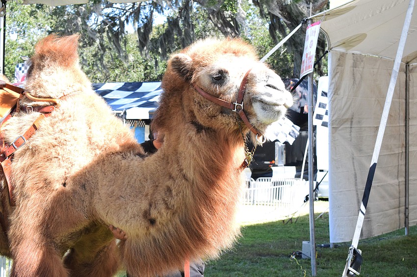 Gus, a camel brought by Rye Road Giraffes to the Manatee County Fair, eats during the educational show.