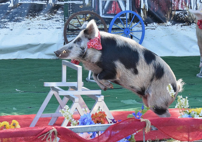 Nelson, a pig in Myakka City's Pork Chop Revue, jumps over high hurdles and dazzles the crowd.