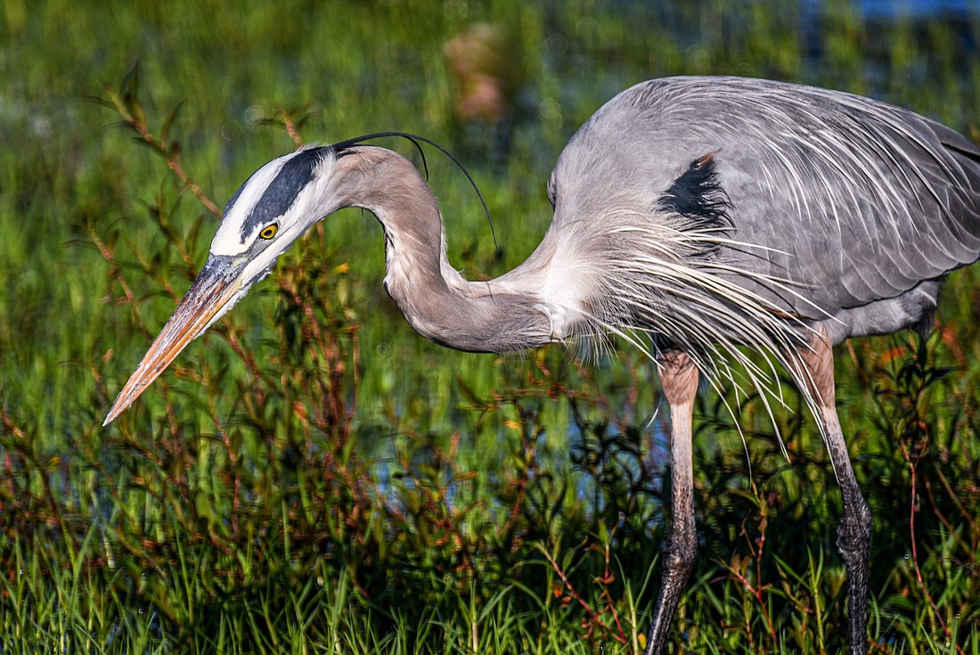  Great blue herons spend approximately 90 percent of their waking hours hunting for food.  (Miri Hardy)