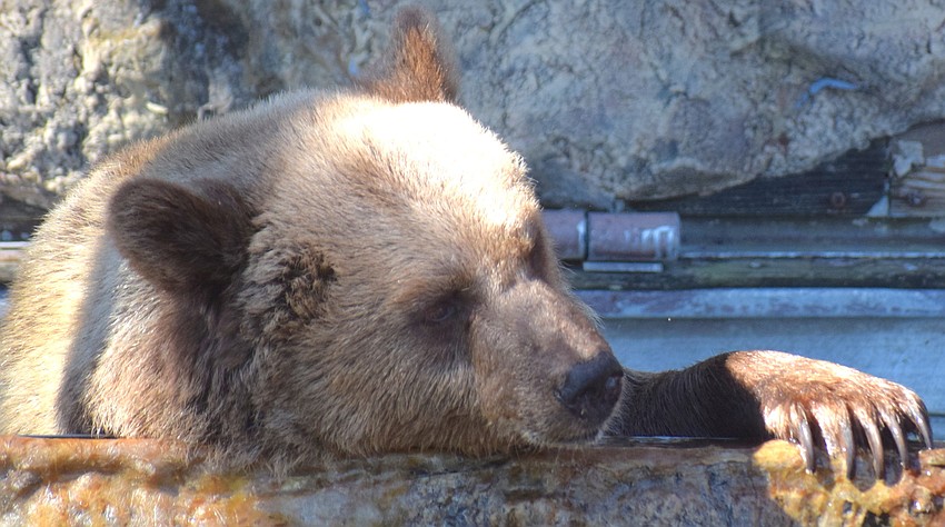 A lazy day in the pool at Bearadise for Carol.