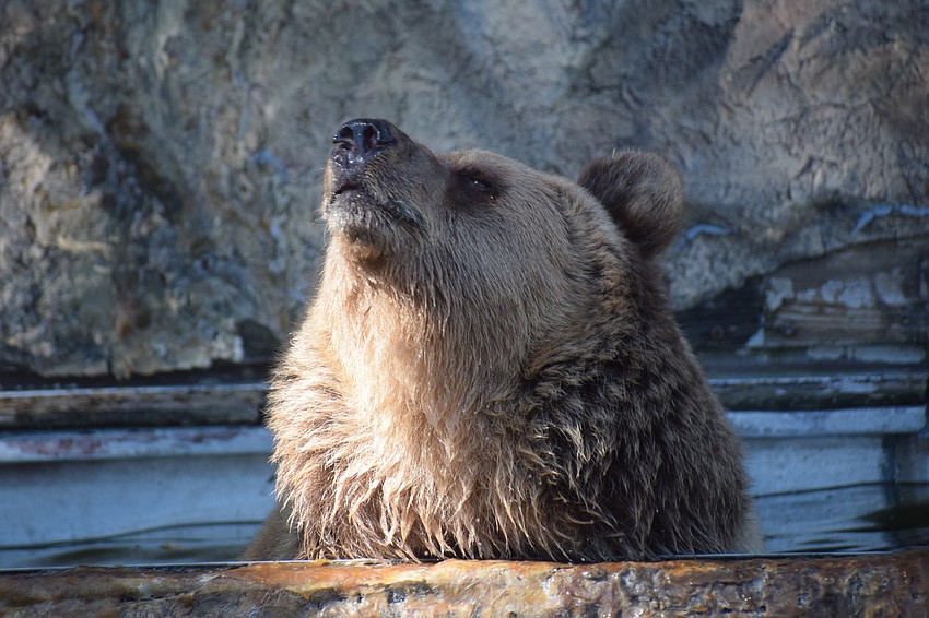 Carol relaxes in the pool at Bearadise.
