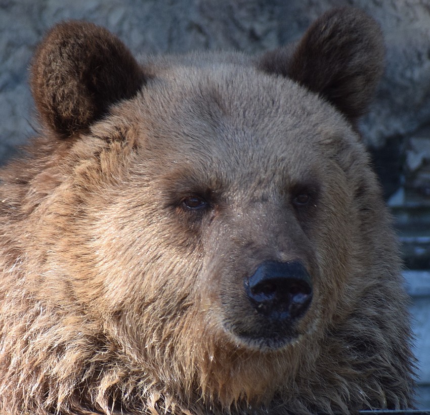 Carol has starred in a Toyota RAV commercial.