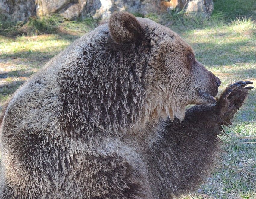Carol licks honey off her paw.