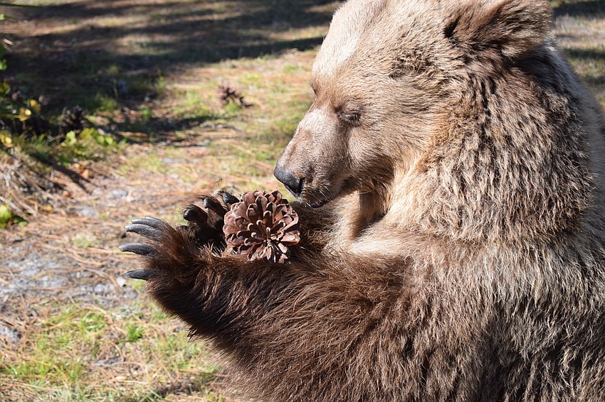 Pine cones are one of Carol's favorite treats.