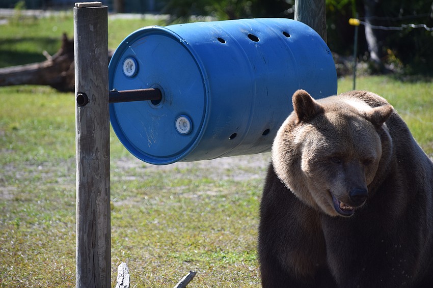 Bruno, a Syrian brown, plays by the pool.