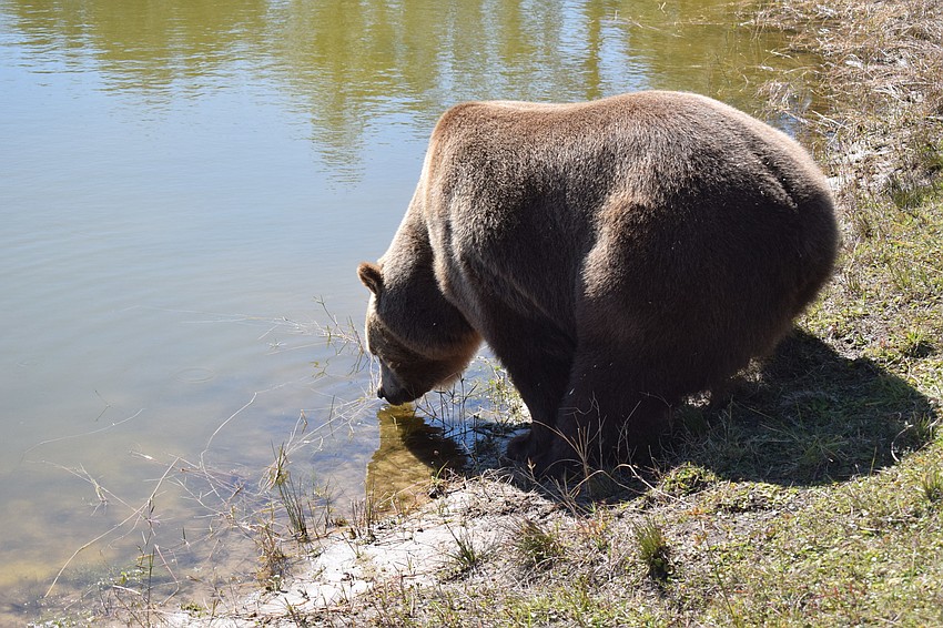 Bruno, a Syrian brown, and the rest of the bears love the pond.