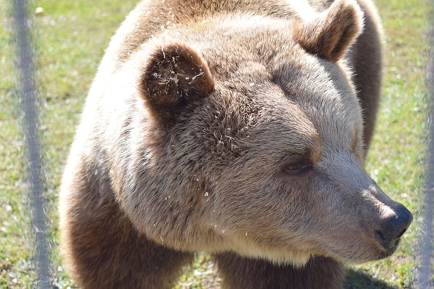 Bambi, a Syrian brown bear, takes a stroll.