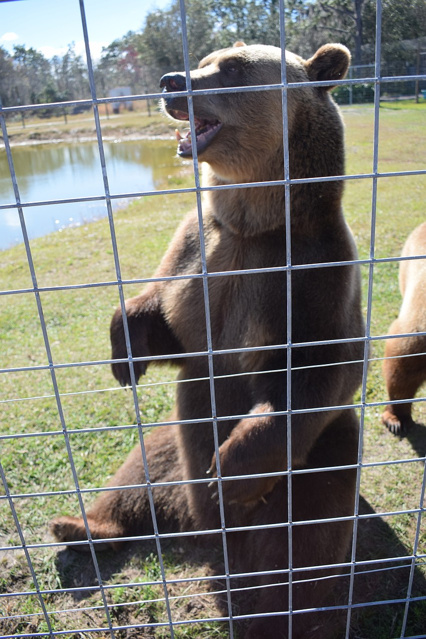 Bruno, Syrian brown, plays as Monica Welde approaches the fence.