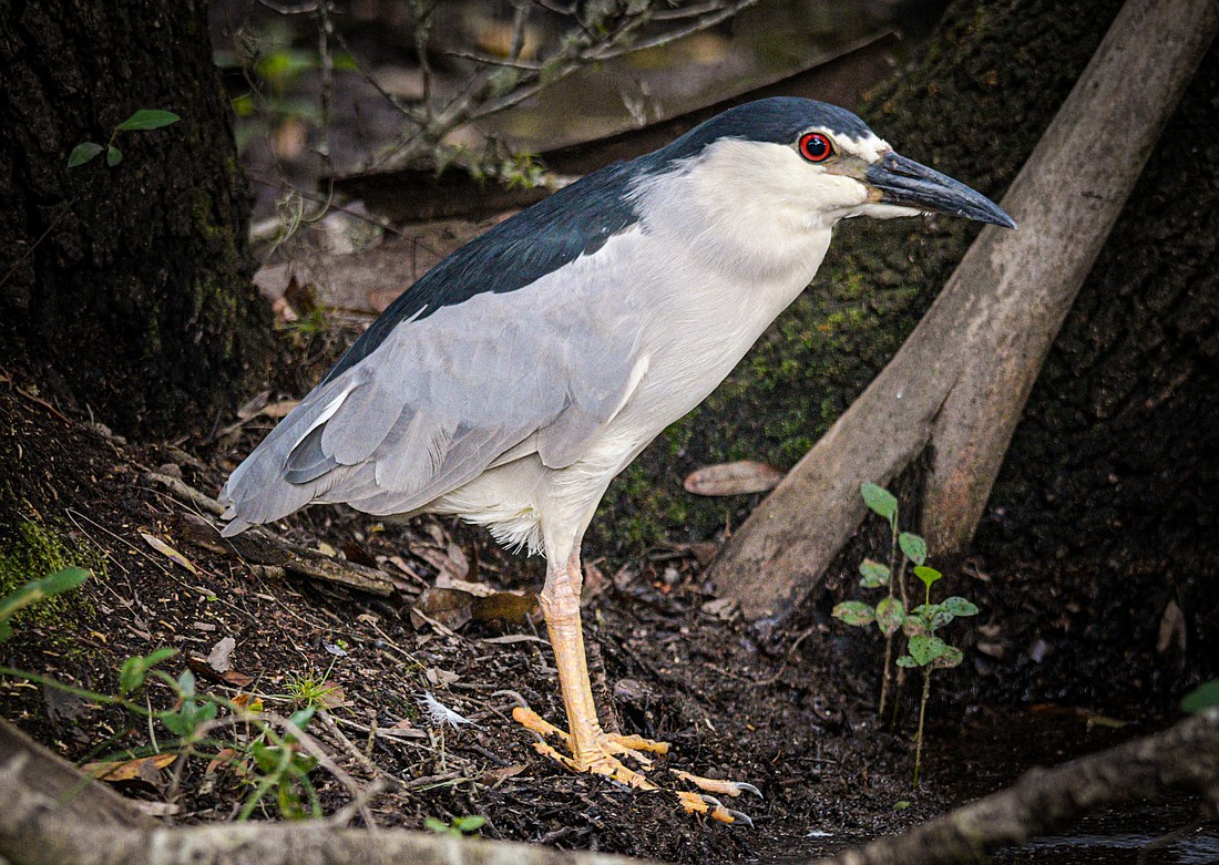 Photo Caption: As suggested by their name, black-crowned night-herons are nocturnal, feeding at night and sleeping during the day.  (Miri Hardy)