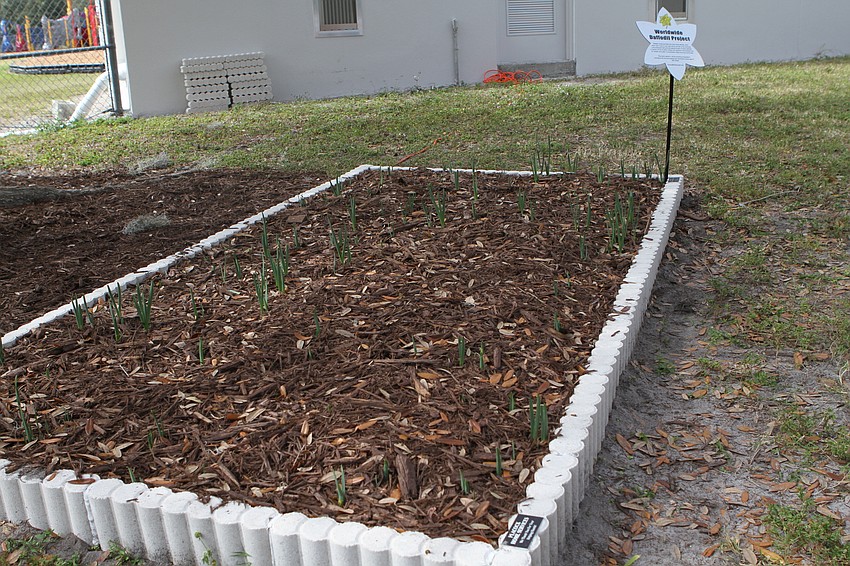 The Daffodil Project aims to plant 1.5 million daffodils in memory of the children who died in the Holocaust.