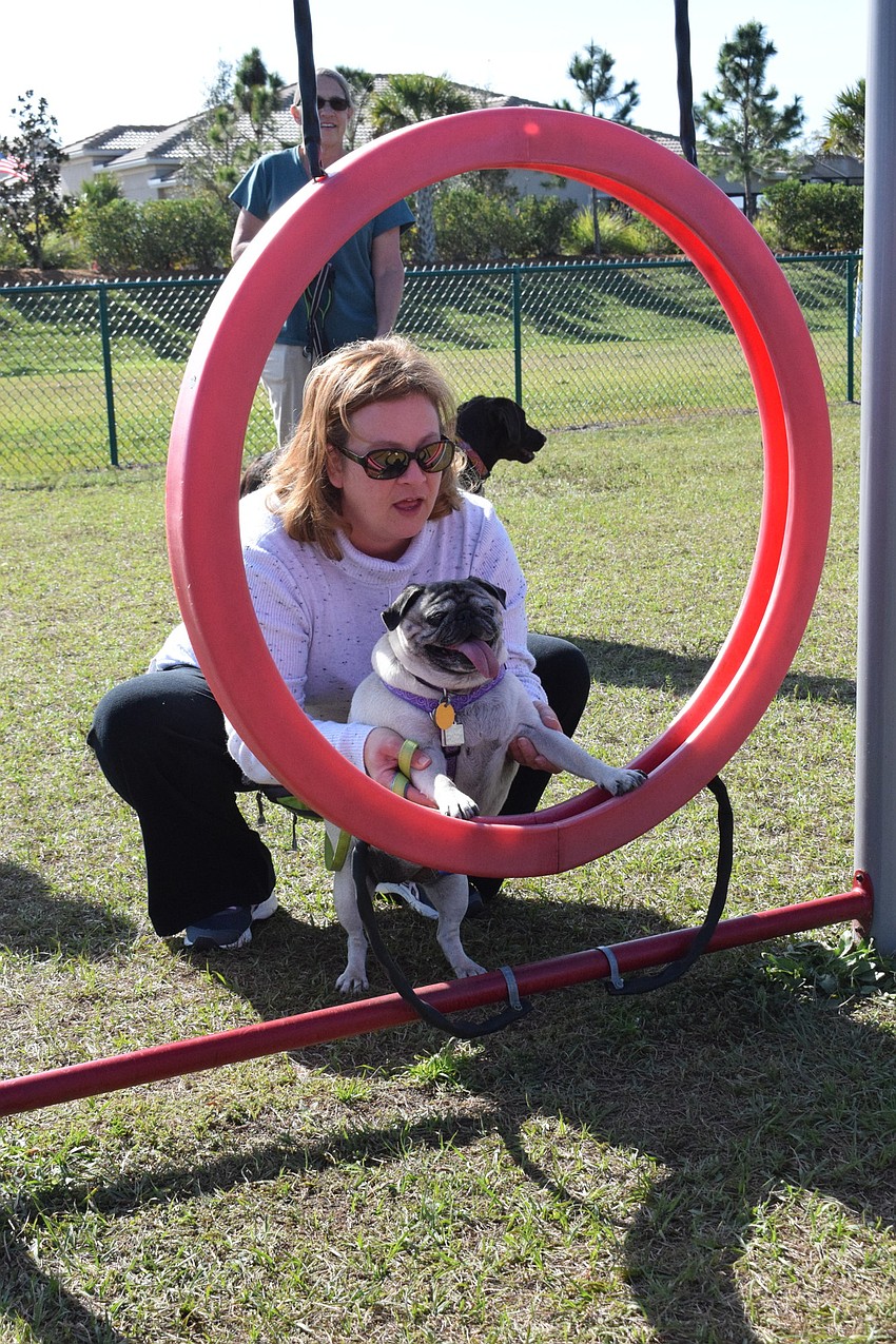 Mallory Park's Charlene Carbone helps her pug, Ming, go through a ring. Carbone says she likes that the park provides activities for dogs of all sizes and abilities.