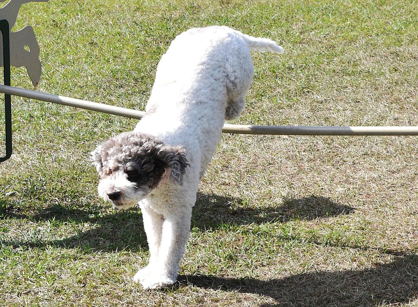 Deja, a lagotta romagnolo, jumps over a high bar.