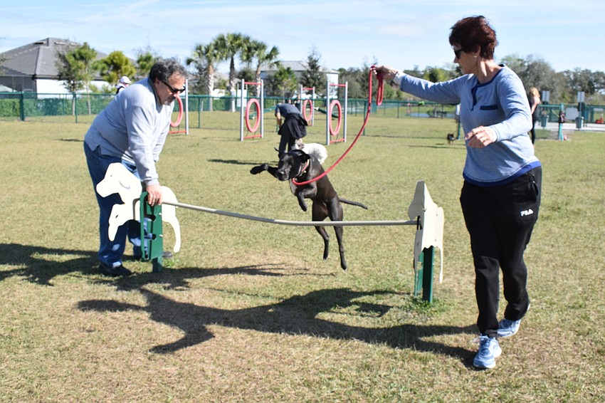 Lakewood Ranch's Marty Saia holds the bar while his dog, Torrey, jumps over with guidance from his wife, Mollie Saia. The Doggy Bootcamp Agility Class is the first agility class the couple has done with Torrey.