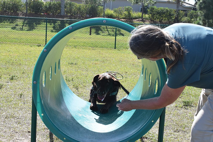 Arbor Grande's Tammy Triplett encourages her dog, Maisel, to go through the tube. Triplett says the other dogs and owners could sometimes be distractions for Maisel.