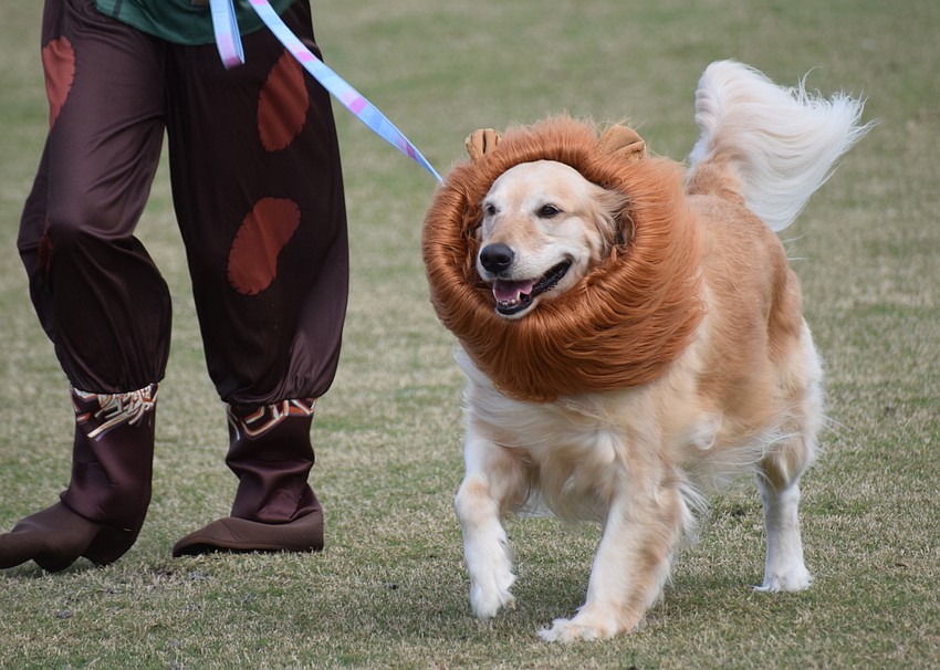 Lily the dog, playing the Cowardly Lion, releases some energy before the Woofminster dog show.