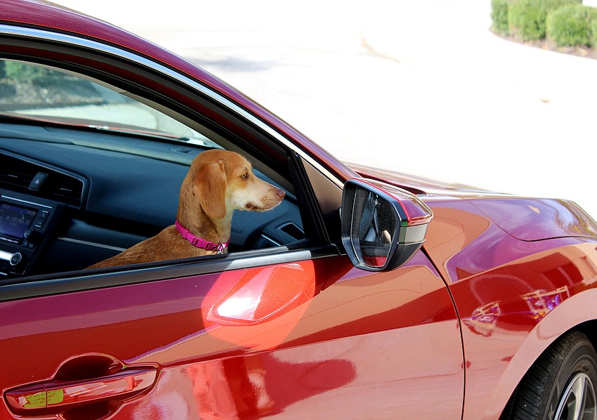 Even dogs got in on the celebration.