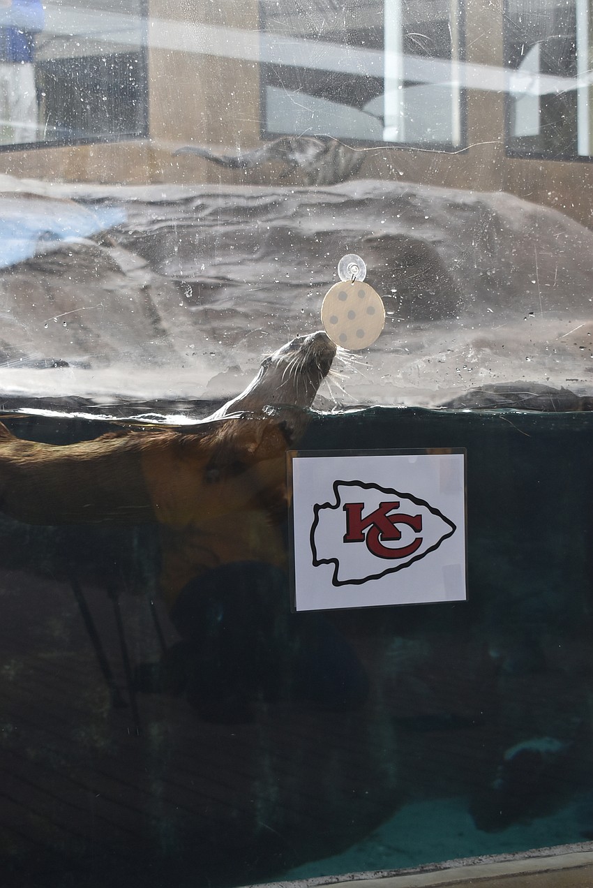 Pippi picks the Kansas City Chiefs.