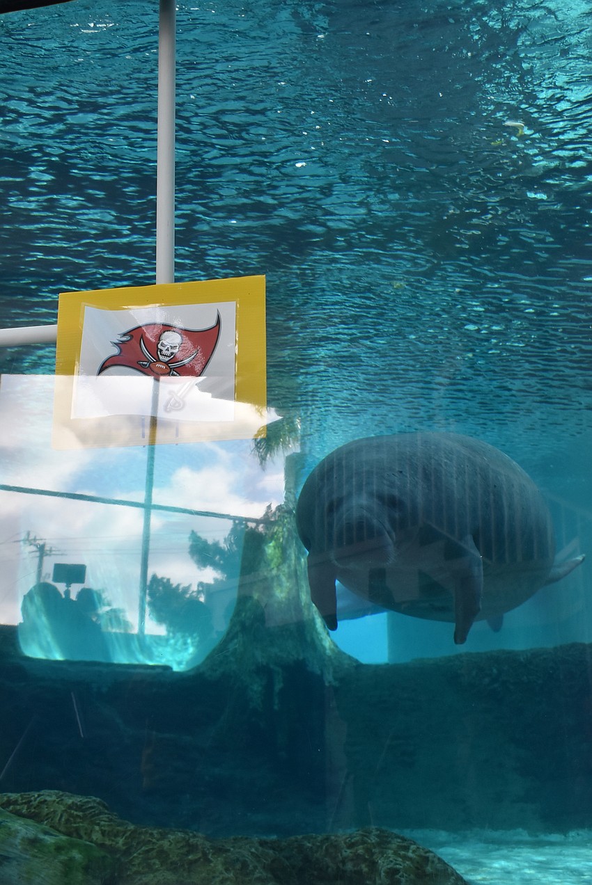 Buffett heads for the Buccaneers logo.