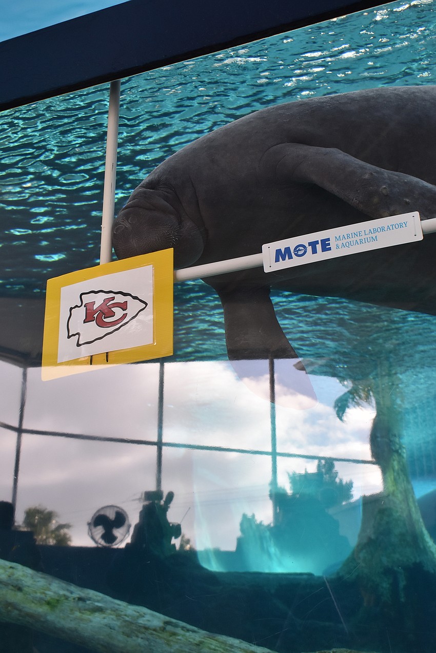 Buffett heads for the Buccaneers logo.