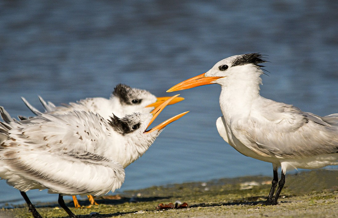 Even once they can fly, juvenile Royal terns can be seen trailing their parents, loudly begging for food. (Miri Hardy)