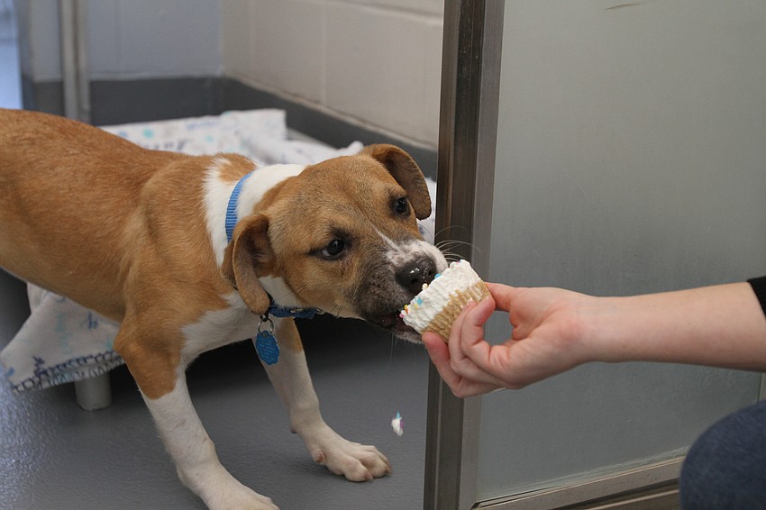 Cassidy enjoyed her pupcake.